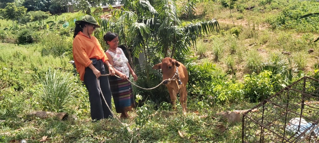 Chị Nguyễn Thị Hồng Huế - Giám đốc Quỹ Bàn tay ấm Nhà hàng Khải Phương trao phương tiện sinh kế là con bò giống cho hội viên nghèo x