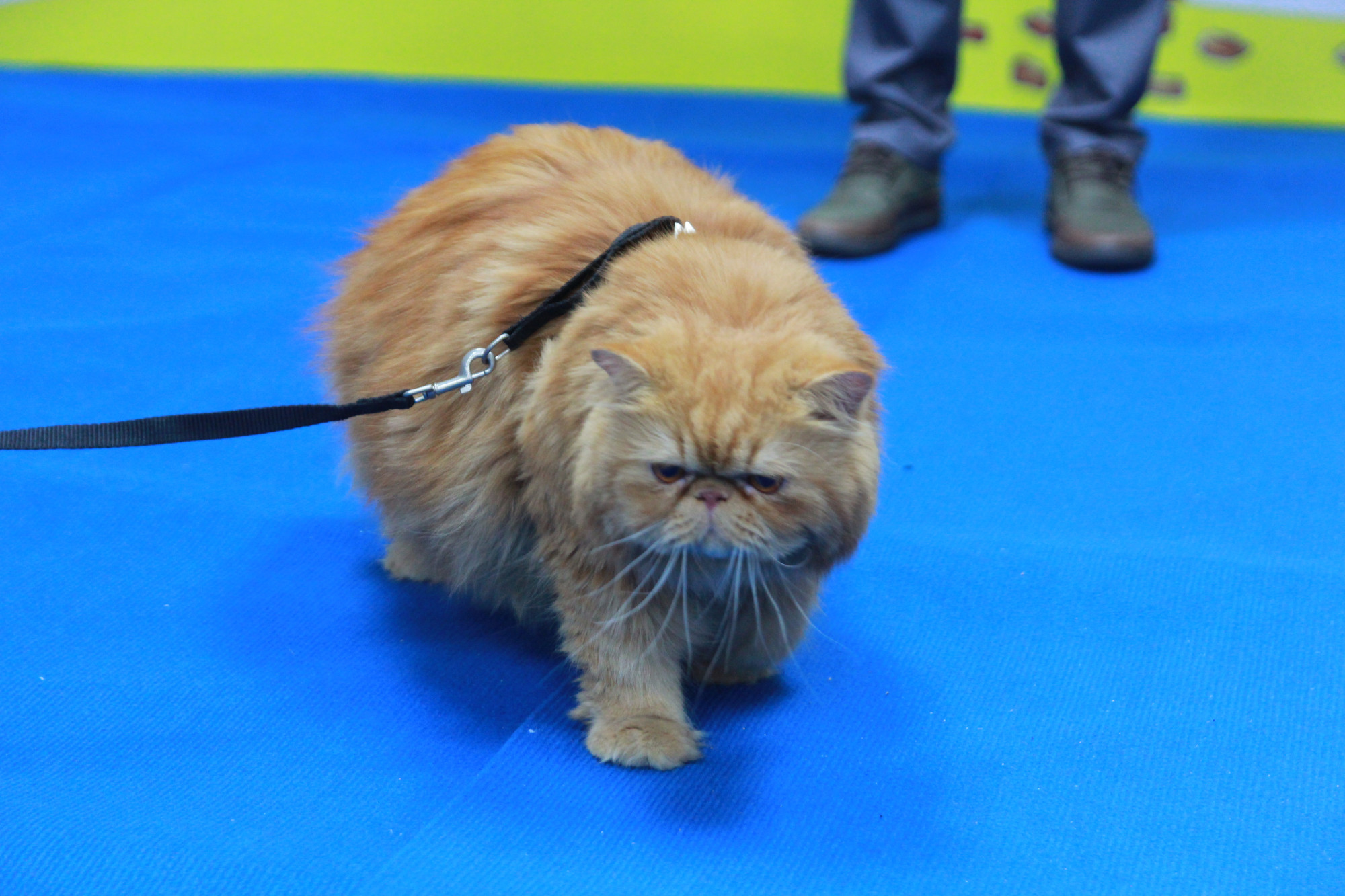 Nhân vật đời thật chính là chú mèo Ba Tư của nhà văn Nguyễn Khắc Cường