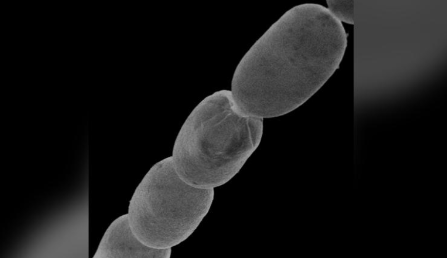 Vi khuẩn thiomargarita magnifina mới được phát hiện