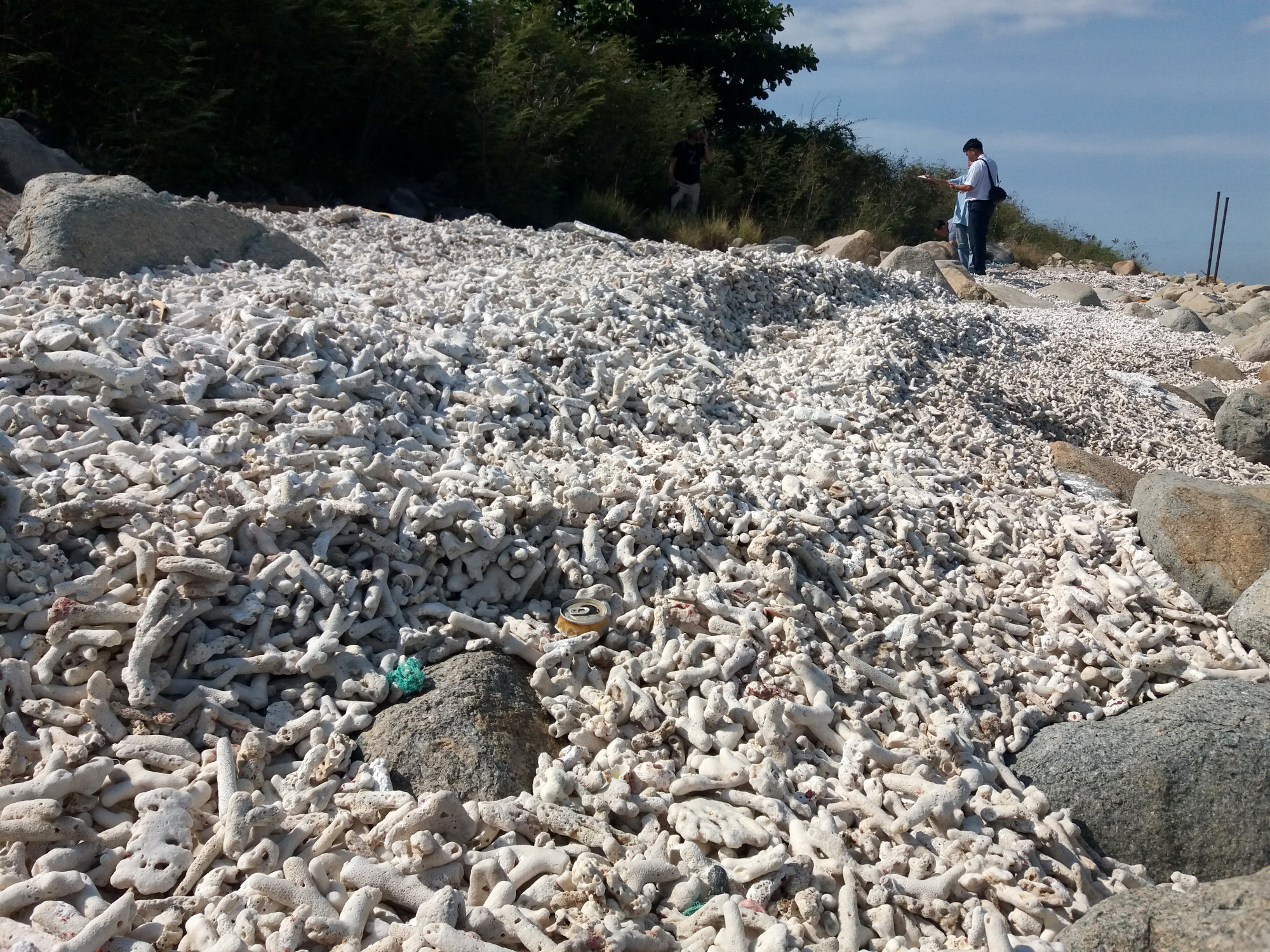 San hô chết trắng trên bờ tại đảo Hòn Mun