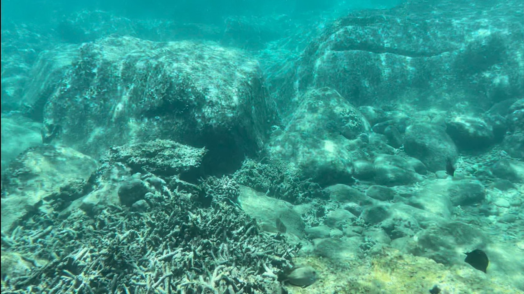 Xơ xác các rạn san hô trong vịnh Nha Trang