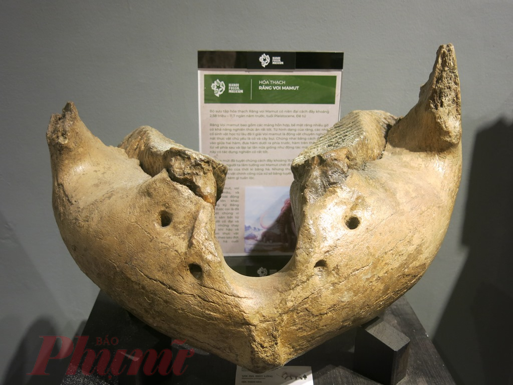 Hóa thạch răng voi