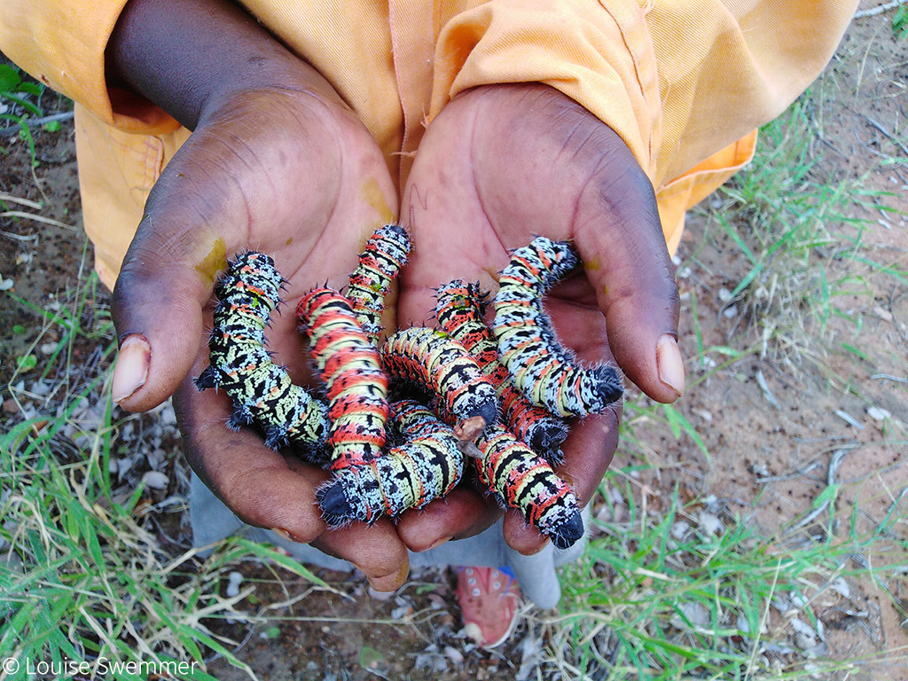 Từ một loài côn trùng đáng sợ, giờ đây sâu bướm mopane trở thành món ăn khẩu của nhiều người - Ảnh: Louise Swemmer/Africa Geographic