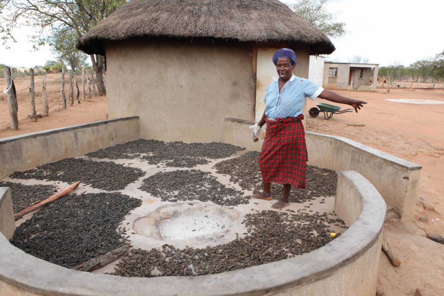Người dân địa phương đang phơi khô sâu bướm mopane - Ảnh: Tsvangirayi Mukwazhi/AP