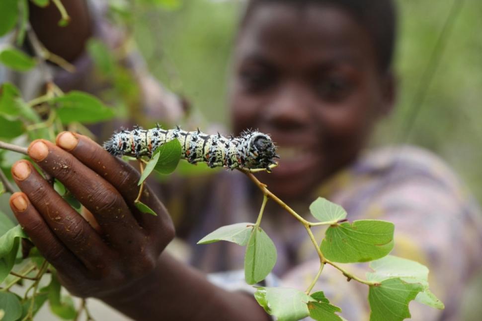 Nuôi trồng và tiêu thụ sâu bướm mopane góp phần bảo vệ môi trường - Ảnh: Tsvangirayi Mukwazhi/AP
