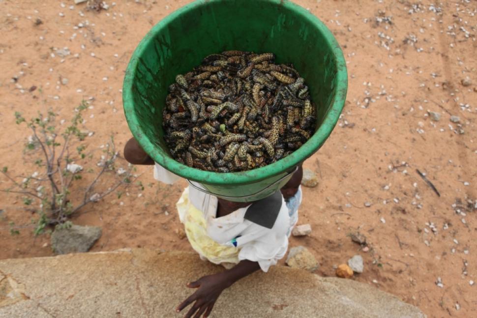 Việc thu hoạch sâu bướm mopane cũng tạo thêm nhiều việc làm cho phụ nữ nghèo ở các quốc gia khu vực Nam Phi - Ảnh: bio-innovation