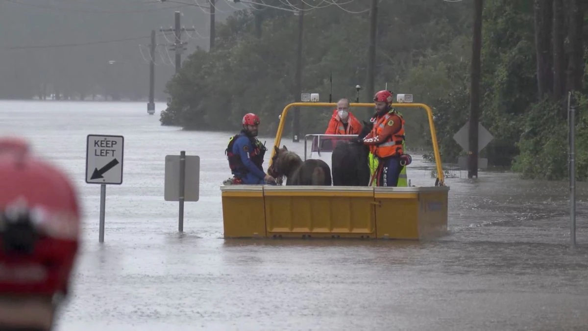 Một đội cứu hộ khẩn cấp giải cứu hai chú ngựa con khỏi khu vực ngập lụt ở Milperra, khu vực đô thị Sydney