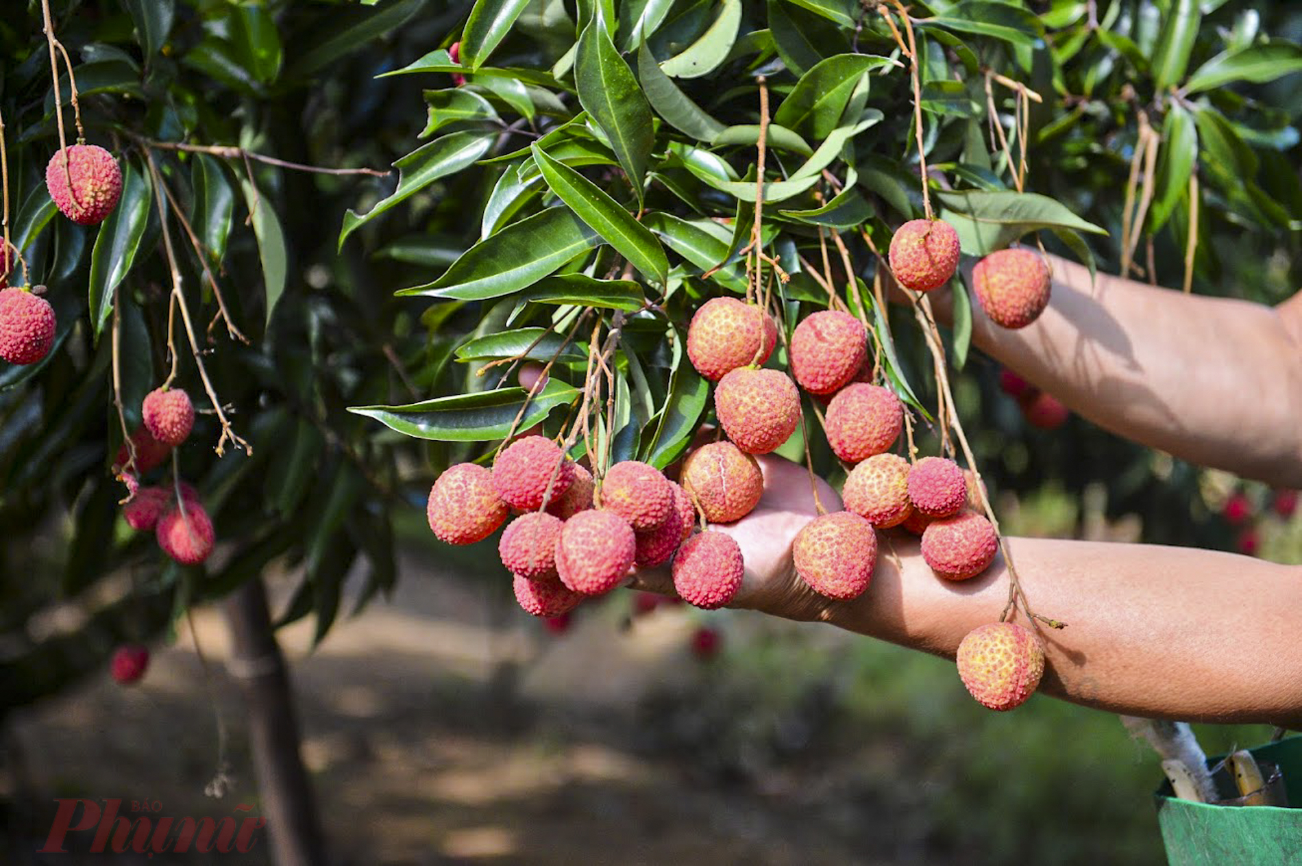 Những cây vải thiều không hạt là thành quả tự chiết ghép của người nông dân tỉnh Bắc Giang từ giống cây của nước ngoài. Sau 3 năm thử nghiệm và chăm sóc, năm nay đã có cây cho trái ngọt.