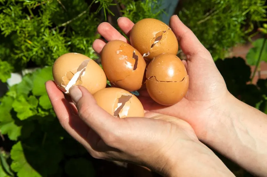 Mặc dù trứng là thực phẩm phổ biến trong nhiều chế độ ăn uống của chúng ta, nhưng việc chúng ta làm với chất thải, chẳng hạn như vỏ trứng hoặc các sản phẩm quá hạn thì ít phổ biến hơn. 