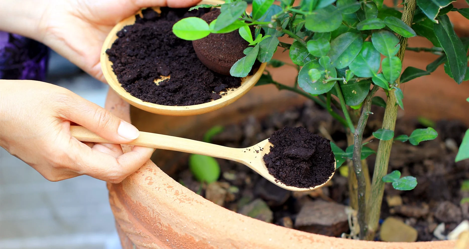 Bã cà phê có rất nhiều công dụng , nhưng một trong những công dụng tốt nhất của chúng là làm phân bón trong vườn. Nhiều loại cây, chẳng hạn như quả việt quất, cây đỗ quyên, hoa hồng và cà chua, phát triển tốt nhất trong đất chua. Tái chế bã cà phê của bạn để giúp khử chua đất của bạn. Có một số cách để làm điều này - bạn có thể phủ lớp trên bằng cách rắc bã đã qua sử dụng lên bề mặt đất, hoặc bạn có thể pha “cà phê” để đổ lên vườn của mình. Ngâm tối đa sáu tách bã cà phê đã qua sử dụng trong tối đa một tuần để pha cà phê sân vườn, sau đó dùng nó để tưới các loại cây ưa axit của bạn.