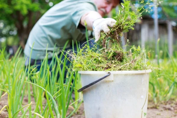 Cũng giống như cỏ xén, nhiều loại cỏ dại mà bạn sẽ tìm thấy trong vườn của bạn có hàm lượng nitơ rất cao và sẽ là một loại phân bón tuyệt vời. Vấn đề là, một khi bạn đã nhổ cỏ, bạn chắc chắn sẽ không muốn đặt chúng trở lại vườn bởi vì bất kỳ hạt giống nào cũng sẽ nảy mầm và tạo thành cỏ dại mới. Giải pháp? Pha trà cỏ dại. Để làm điều này, hãy đổ đầy cỏ dại mà bạn đã nhổ vào một cái xô 5 gallon không quá 1/4. Sau đó, đổ đầy nước vào xô theo phần còn lại và ngâm cỏ dại trong một hoặc hai tuần. Khi nước chuyển sang màu nâu đẹp mắt (giống như trà), hãy đổ trà cỏ dại giàu chất dinh dưỡng này lên khu vườn của bạn.
