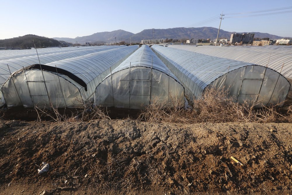 Quang cảnh khu nhà kính tại một trang trại ở Pocheon - Ảnh: Ahn Young-joon/AP