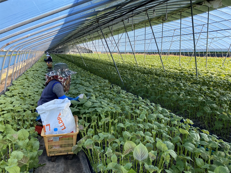 Nữ lao động nhập cư người Campuchia đang làm việc bên trong trang trại lá tía tô ở tỉnh Gyeongsang - Ảnh: Woo Choon-hee/Korea Times