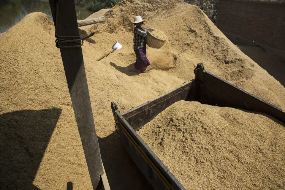 Châu Á, khu vực sản xuất và tiêu thụ gạo nhiều nhất thế giới, dự kiến sẽ giảm sản lượng lúa gạo trong thời gian tới do giá phân bón tăng cao