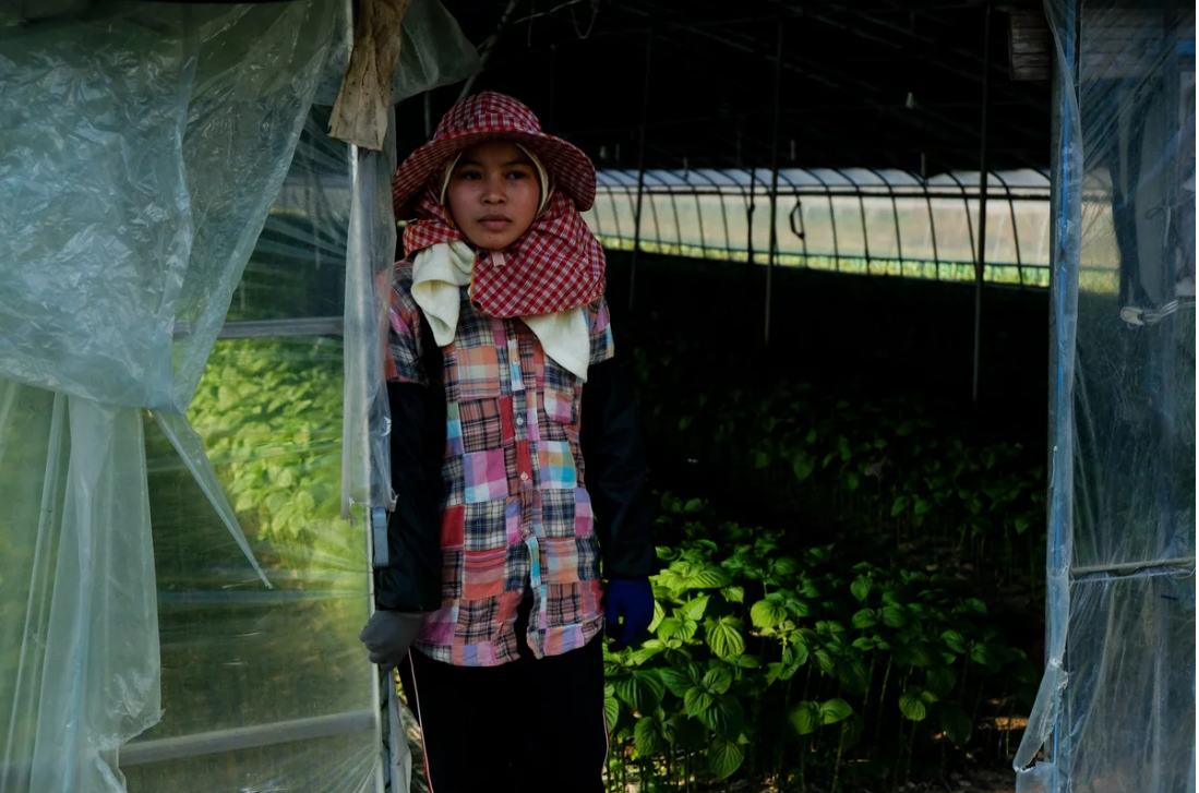 Một nữ lao động nhập cư người Campuchia đang đứng tại khu nông trại trồng rau ở thành phố Miryang, tỉnh Gyeongsangnam-do - Ảnh: Anthony Kuhn/NPR