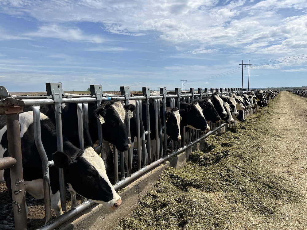1.000 bò sữa nhập khẩu được tuyển chọn trực tiếp từ đàn bò tại Mỹ