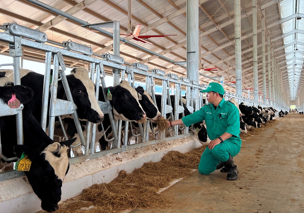 Đàn bò sữa được chăm sóc đặc biệt, sớm làm quen với điều kiện sống mới tại Trang trại Vinamilk Lao-Jagro
