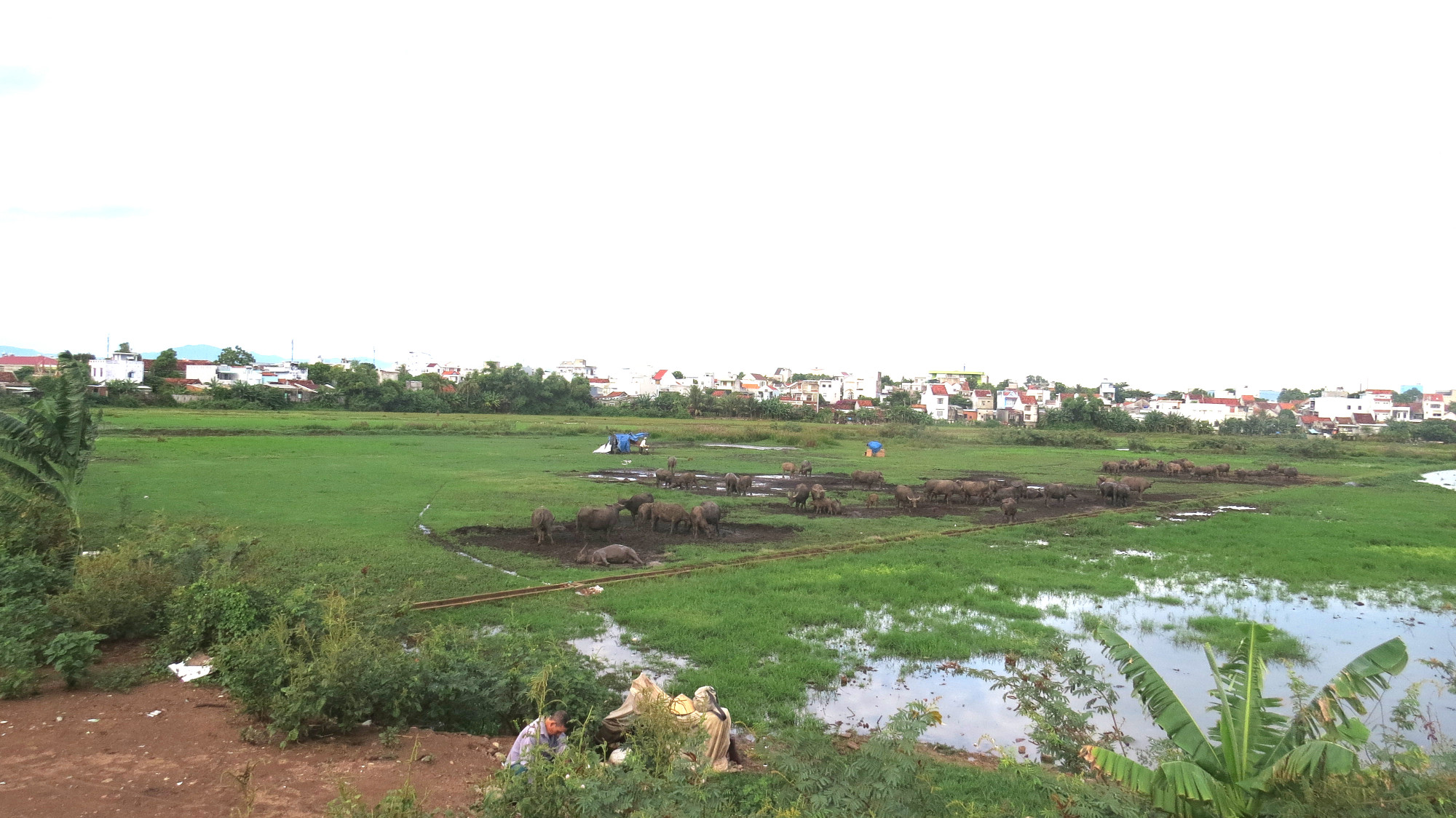 1.Cánh đồng Vĩnh Tròn thuộc các phường 5, 8, 9 và xã Bình Kiến (thành phố Tuy Hòa) rộng 101,1 ha, từ sau tháng 6/2019 đến nay bỏ hoang
