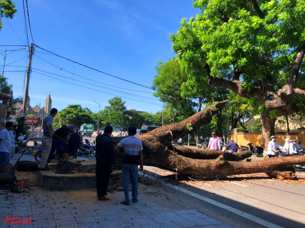 Trước đó vào sáng 18/7, Trung tâm Công viên cây xanh Huế đã đốn hạ 1 cây long não cổ thụ có tuổi đời khoảng 100 năm tuổi nằm trên vỉa hè đường Nguyễn Trường Tộ (TP Huế). 