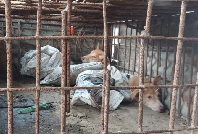cho rằng việc buôn bán thịt chó ở Indonesia là vô nhân đạo [Aisyah Llewellyn]