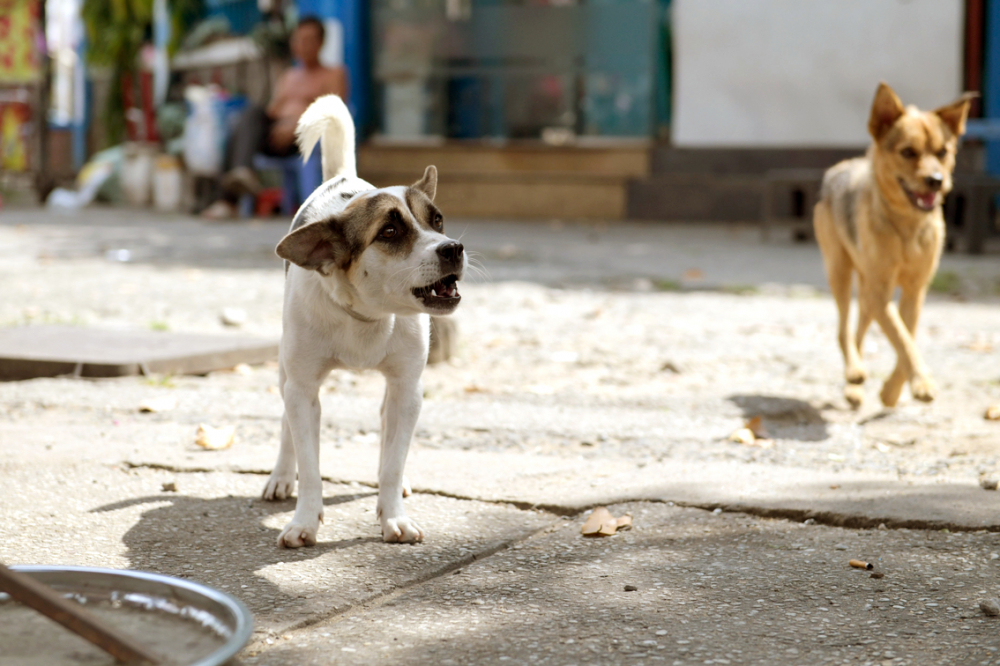 Chó thả rông trên đường ở khu vực gần vòng xoay Dân Chủ, Q.10, TP.HCM. Ảnh chụp vào sáng 28/7/2022  - Ảnh: Minh An
