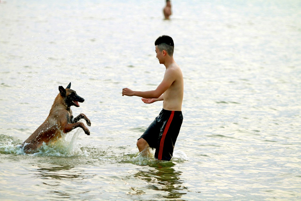 Tình trạng thả rông chó dữ diễn ra khá phổ biến ở TP.Hà Nội (trong ảnh: Chó dữ thả tự do ở khu vực Hồ Tây, nơi có rất đông người đi tắm) - Ảnh: Bảo Khang