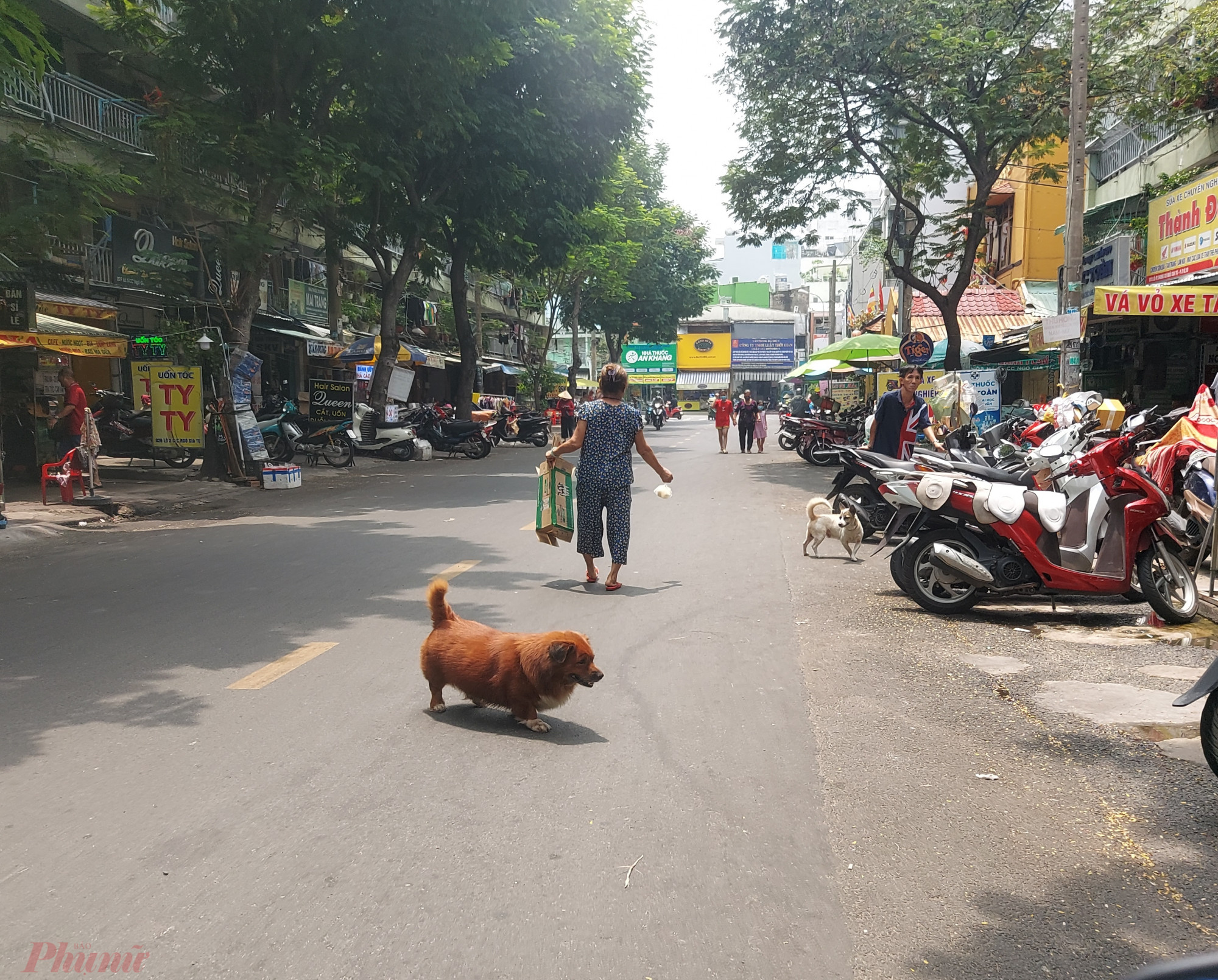 Chó thả rông vờn nhau giữa đường Hòa Hảo, quận 10 khiến nhiều người lưu thông qua đây ái ngại - ảnh: Hoàng Lâm.