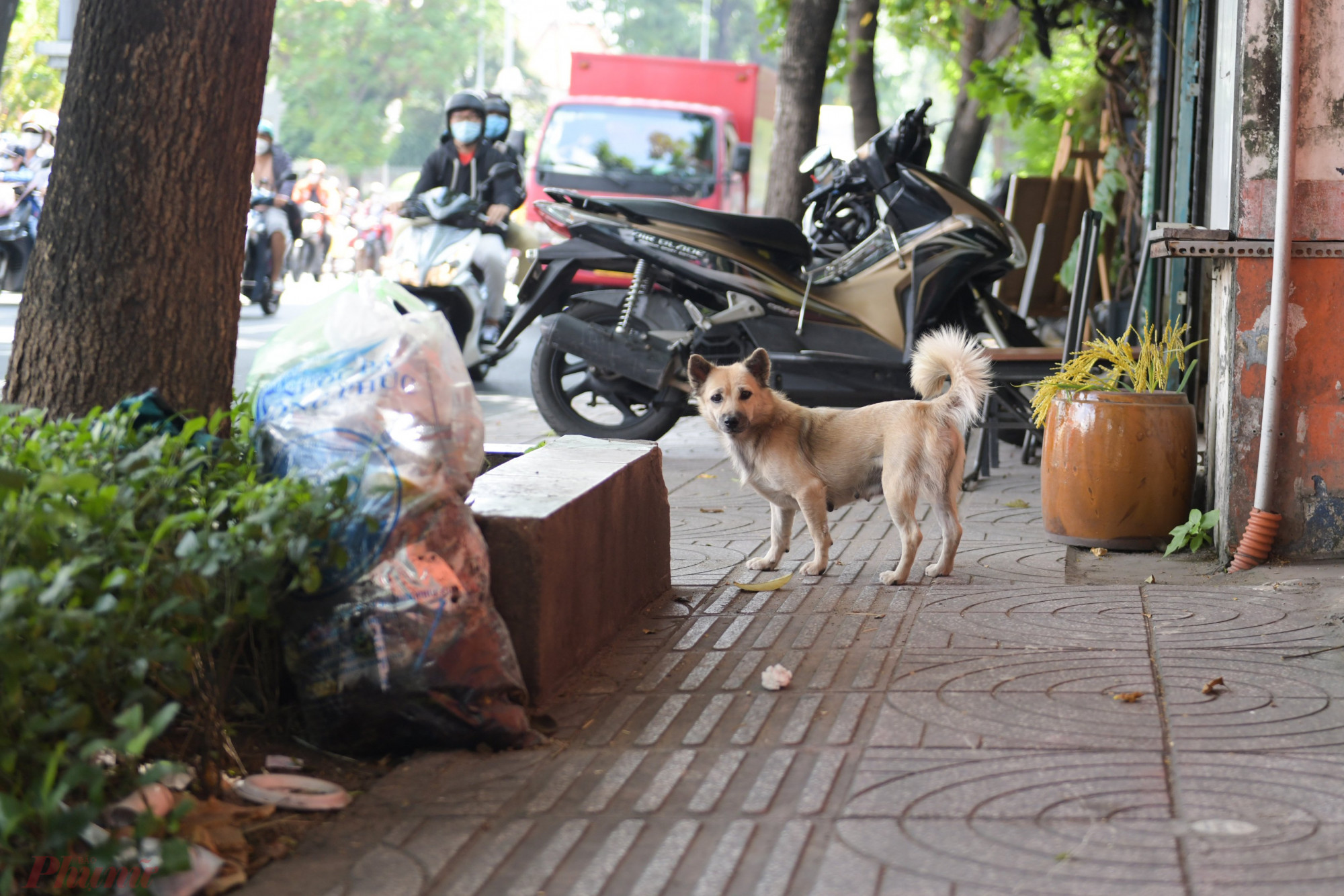 Một con chó thả rông trên đường Võ Thị Sáu, quận 3 - ảnh: Minh An.