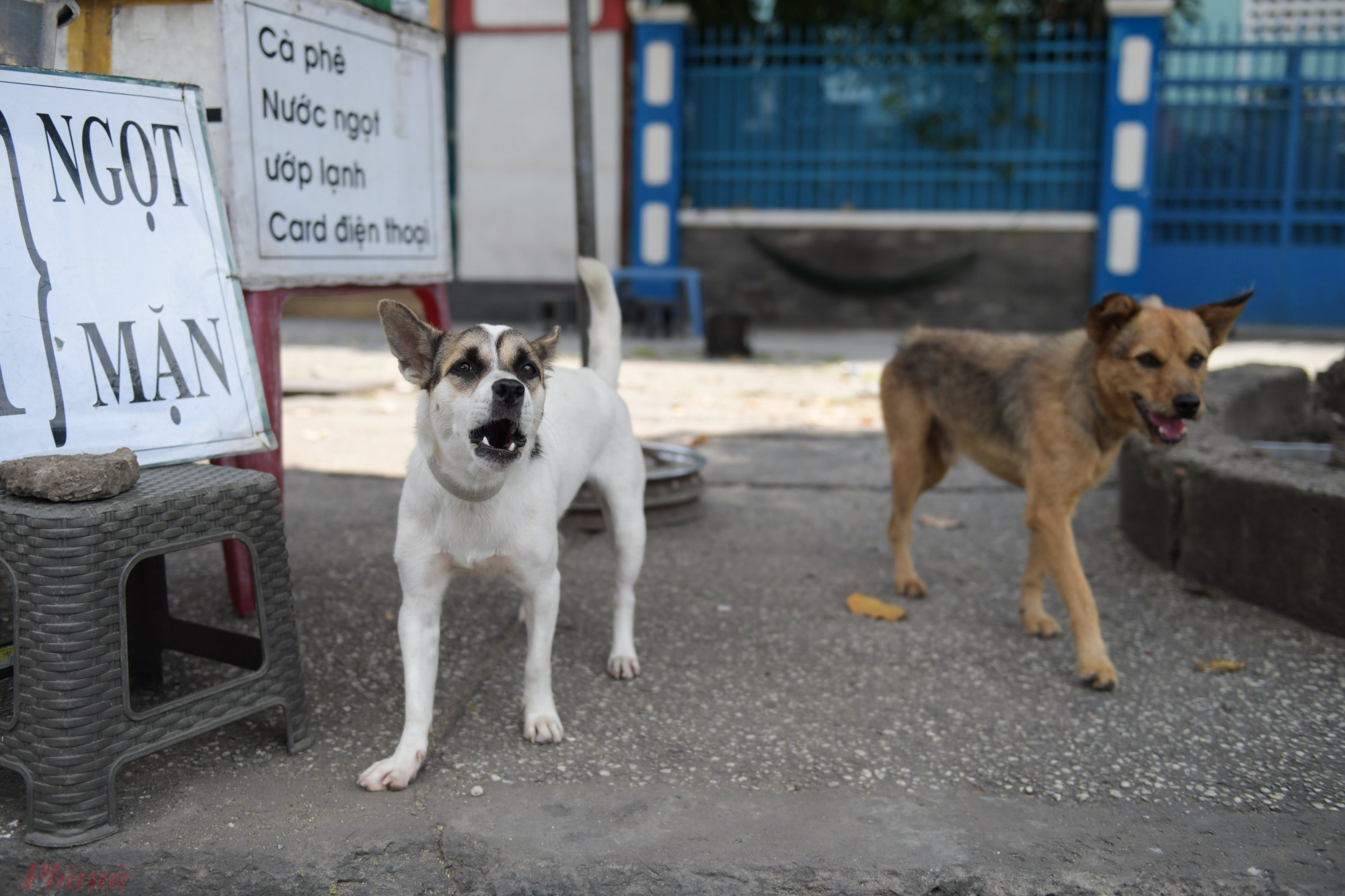 Tình trạng chó thả rông ở TPHCM đang có dấu hiệu tái diễn trong bối cảnh gần đây có nhiều vụ chó tấn công gây thương tích hoặc chết người khiến nhiều người lo lắng- ảnh: Minh An.