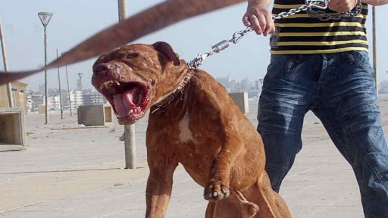 Tình trạng chó Pitt Bull tấn công người xảy ra ngày càng nhiều - Ảnh: Viaggi News
