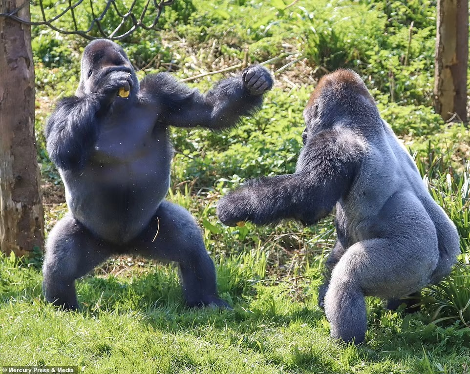 Hai chú khỉ đột đang “đọ găng” cho một trận đấu quyền Anh dữ dội