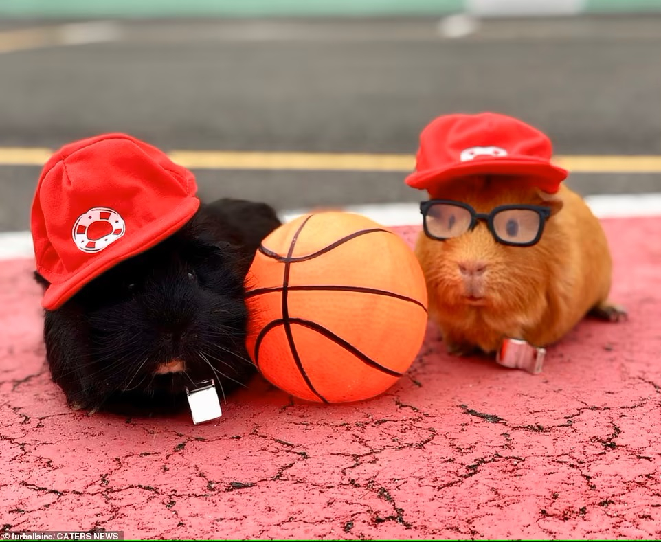 Bức ảnh thú vị này chụp hai chú chuột lang Buster (trái) và Bingo (phải) đội mũ và huýt sáo khi tạo dáng với một quả bóng rổ