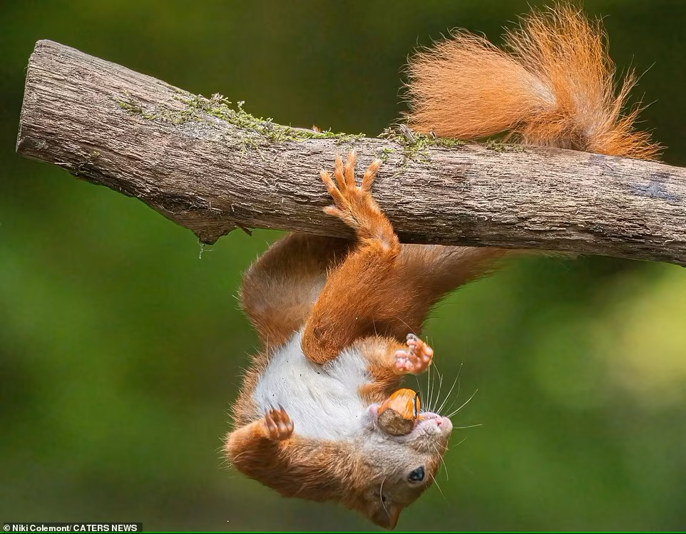 Trong bức ảnh của nhiếp ảnh gia Niki Colemont, con sóc dường như đang biểu diễn thể một màn thể dục dụng cụ khi treo mình trên cây
