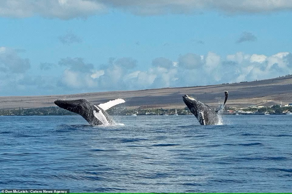  Nhiếp ảnh gia Don McLeish rất bất ngờ khi chứng kiến cảnh những con cá voi đang cùng nhau thực hiện bài biểu diễn bơi nghệ thuật, ngoài khơi bờ biển Thái Bình Dương của đảo Maui, Hawaii