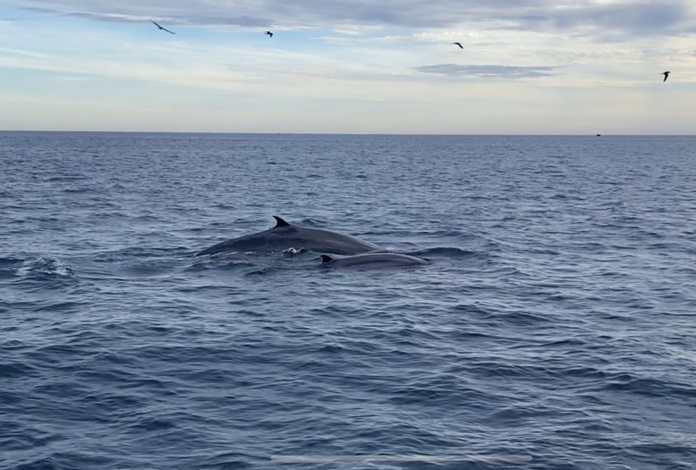 Đàn cá voi xanh bơi gần bờ - ảnh Thanh Toàn