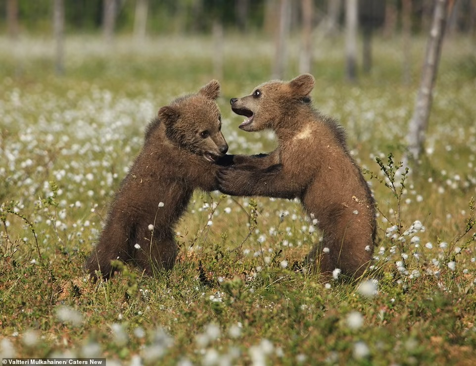 Bức ảnh tuyệt đẹp chụp một cặp gấu con đầy hùng dũng đang có một cuộc đấu võ đối kháng ở Phần Lan