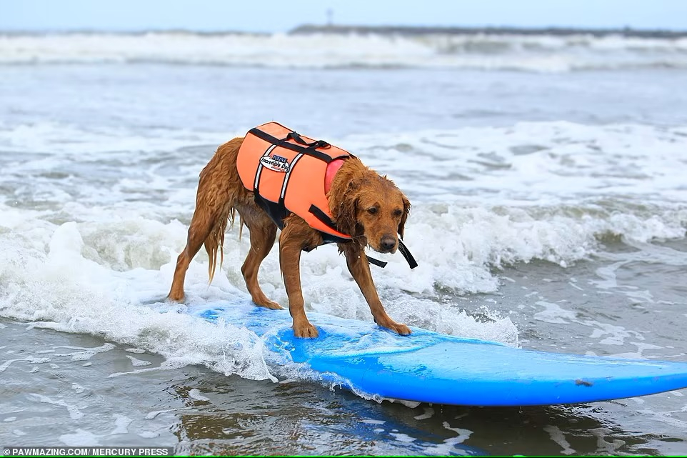 Chú chó Ricochet là một vận động viên lướt sóng vô địch, sử dụng tài năng của mình trong việc dạy trẻ em khuyết tật cách lướt sóng ở Nam California, Mỹ