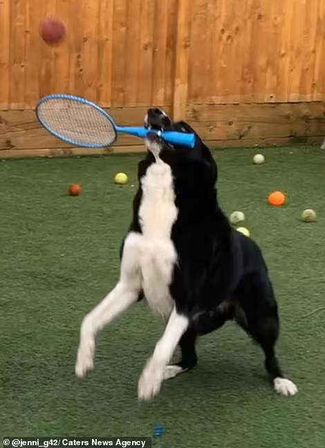 Chú chó thực hành kỹ năng chơi quần vợt bằng cách ngậm một cây vợt màu xanh trong miệng và đánh những quả banh bay đến