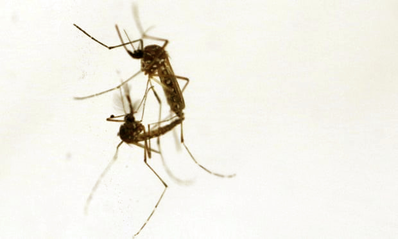 Muỗi Aedes aegypti là vật trung gian truyền bệnh sốt xuất huyết, Zika và Chikungunya, đã ngày càng phát tán rộng hơn do tác động của sóng nhiệt, cháy rừng và lũ lụt - ẢNH: REUTERS
