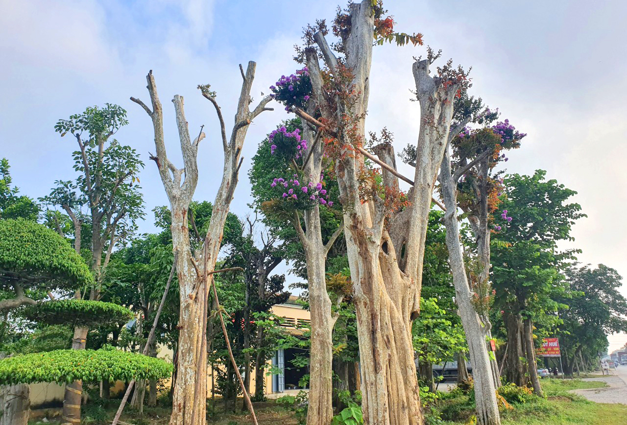 Chị Trần Thị Quy (một chủ vườn cây cảnh ở TP.Vinh) cho biết, những năm gần đây, xu hướng săng lẻ kiểu dáng bonsai càng được nhiều người ưa chuộng hơn. Đặc biệt là những cây săng lẻ ghép với hoa tường vi Thái Lan, hoa bằng lăng…