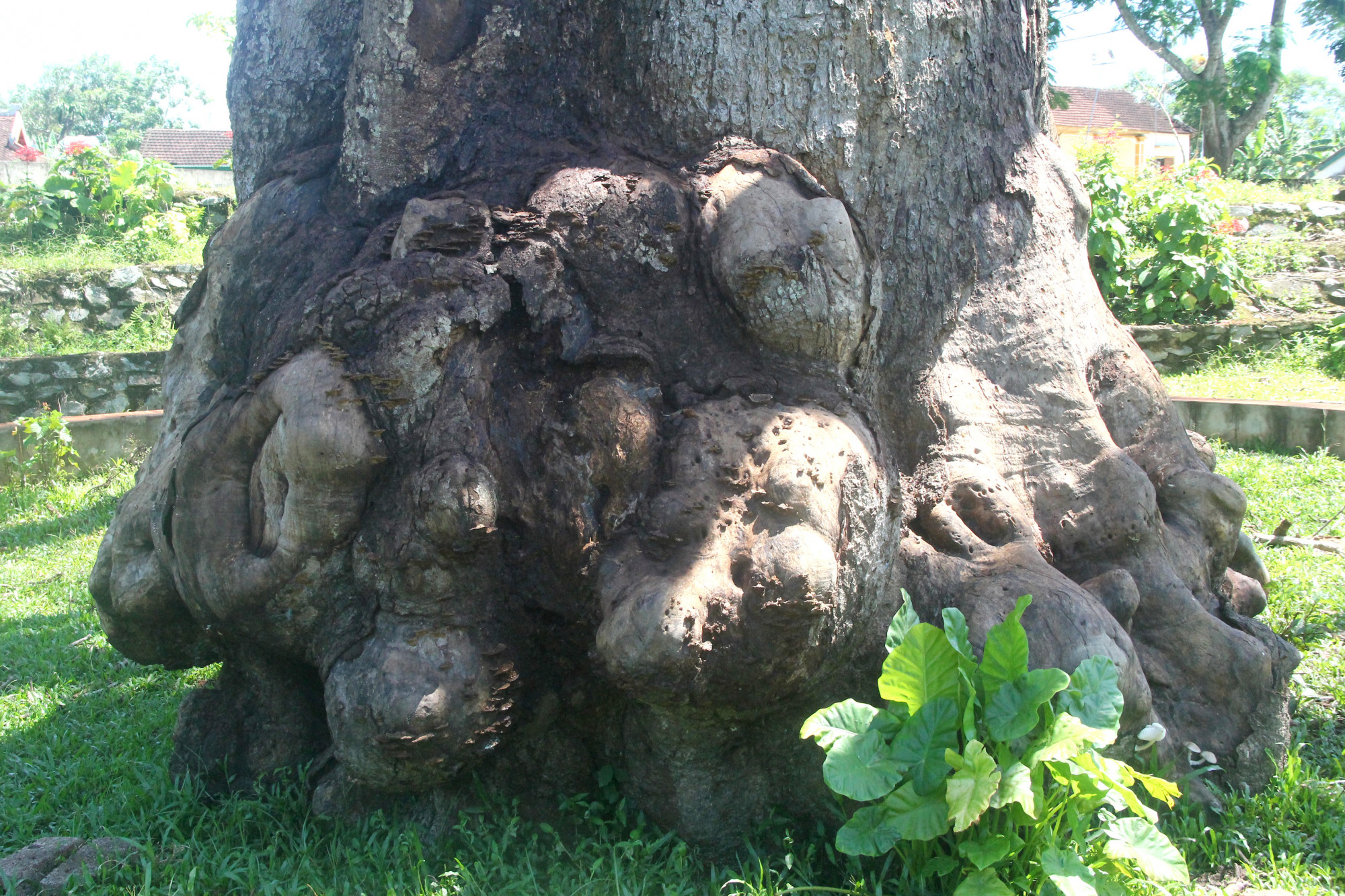 Cây trôi đã trên 300 năm tuổi, đường kính thân cây chừng 4m