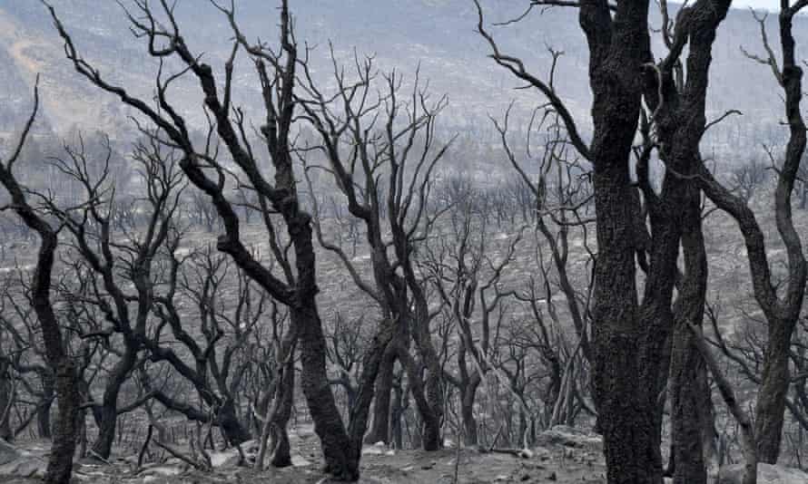 Các đám cháy tàn phá hơn 100.000 ha rừng tại Algeria.