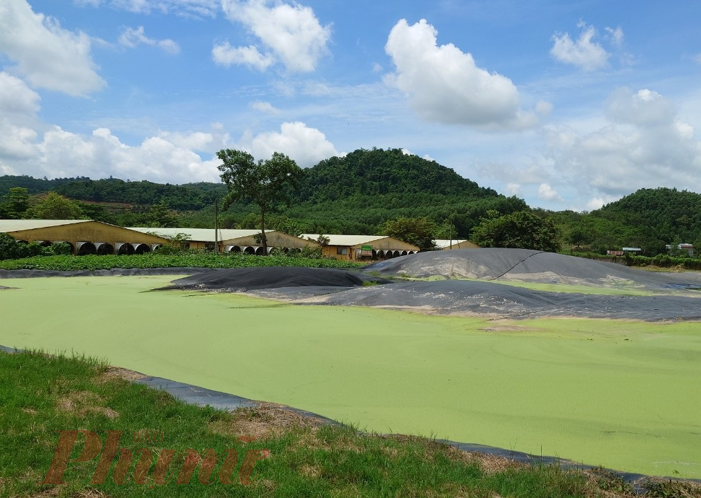 Khu vực chứa nước thải của Công ty Huỳnh Gia Phúc vào thời điểm cơ quan chức năng kiểm tra.