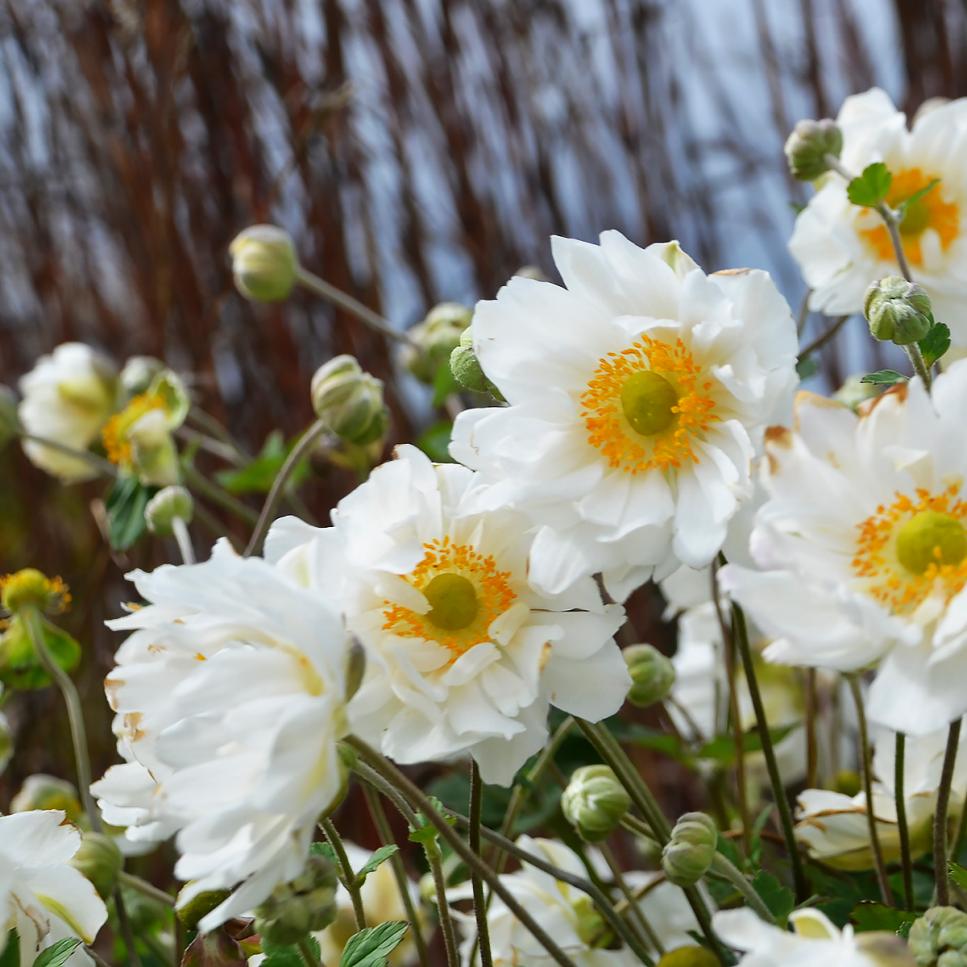 'Cơn lốc' Nhật Bản Anemone Những bông hoa màu trắng tinh khiết của hải quỳ Nhật Bản 'Whirlwind' dễ dàng hòa lẫn vào bất kỳ điểm nào có ánh nắng từ hoàn toàn đến bóng râm trong vườn. Hoa nở từ cuối mùa hè đến mùa thu. Mỗi bông hoa có chiều ngang từ 2 đến 3 inch và đứng trên những thân cây cao, tạo nên sự bổ sung tuyệt vời cho bó hoa mùa thu. Lá hải quỳ xuất hiện vào cuối mùa xuân, làm cho chúng trở thành đối tác hoàn hảo cho các củ mùa xuân vì lá hải quỳ giúp che giấu những tán lá đang chết. Hãy tìm những giống có hoa màu hồng. Cây chống hươu và nai cao từ 36 đến 48 inch, rộng từ 24 đến 36 inch. Hardy trong Vùng 4-8.