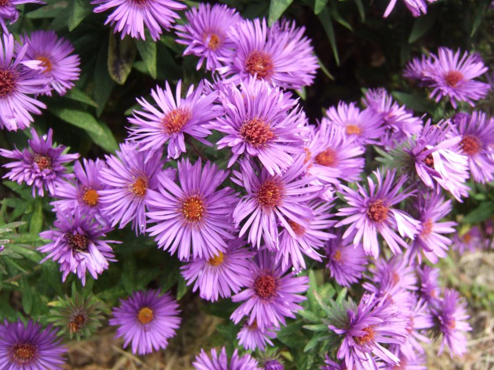Aster New England (Aster novae-angliae) là một loài thực vật bản địa được yêu thích nhất vào mùa thu. 'Purple Dome' nở ra những bông hoa dài 1,5 inch với sắc thái của màu tím đậm, nhưng bạn cũng có thể tìm thấy những bông hoa màu tím trong một loạt các màu khác. Tìm những bông hoa có màu hồng neon hoặc hồng phấn, trắng, oải hương và tím. Hoa vẫy gọi các loài thụ phấn vào cuối mùa, bao gồm ong, bướm và chim ruồi. Cây cao từ 18 đến 24 inch và rộng từ 24 đến 36 inch. Hardy trong Vùng 5-8.