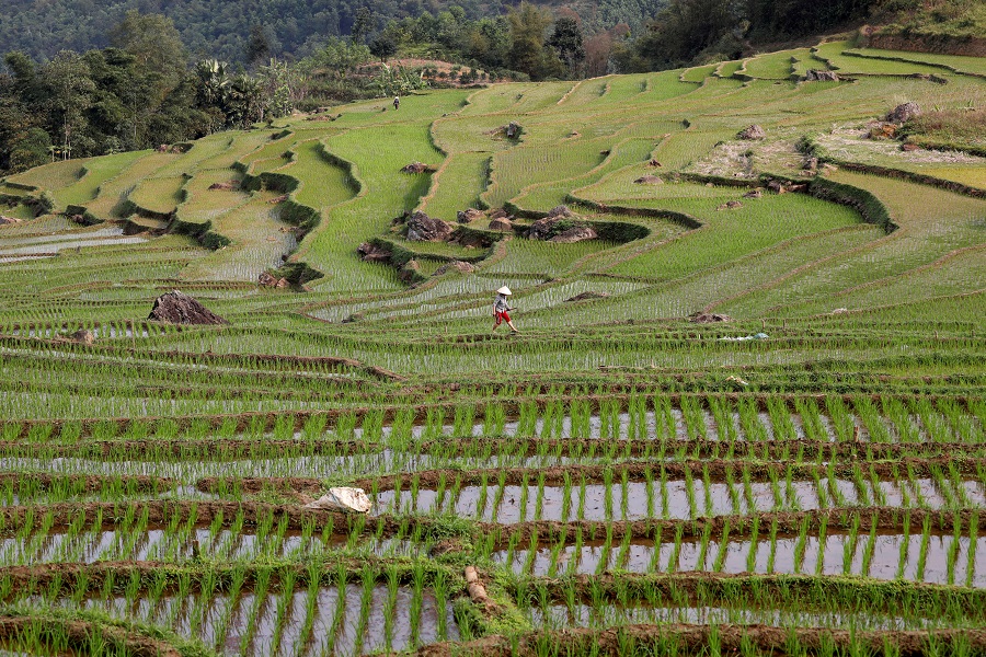 Giá gạo thấp khiến đời sông của người nông dân Thái Lan và Việt Nam gặp nhiều khó khăn - Ảnh: 