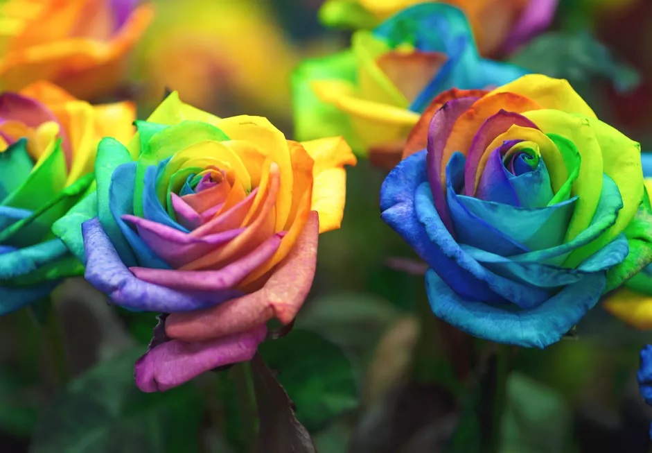 ặc dù chúng là hoa hồng sống, chúng không phải là hoa lai tạo giữa các bông hoa có màu sắc khác nhau, cách mà hầu hết các sắc thái mới của hoa được tạo ra. Những cánh hoa hồng cầu vồng đã được tiêm thuốc nhuộm, và hiệu ứng cầu vồng chỉ là một kết quả duy nhất có thể xảy ra với quá trình này.