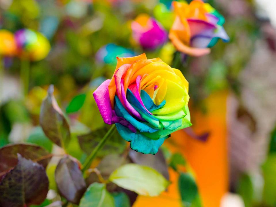 Những bông hoa màu sắc rực rỡ này là kết quả của một số công việc rất thông minh của một người trồng trọt người Hà Lan tên là Peter Van de Werken. Tìm kiếm để mở rộng nhu cầu thị trường đối với hoa cắt cành, Van de Werken và các đồng nghiệp của ông bắt đầu thử nghiệm phát triển các màu sắc mới của hoa hồng, hoa cúc, hoa cẩm chướng và một số loại hoa khác. 