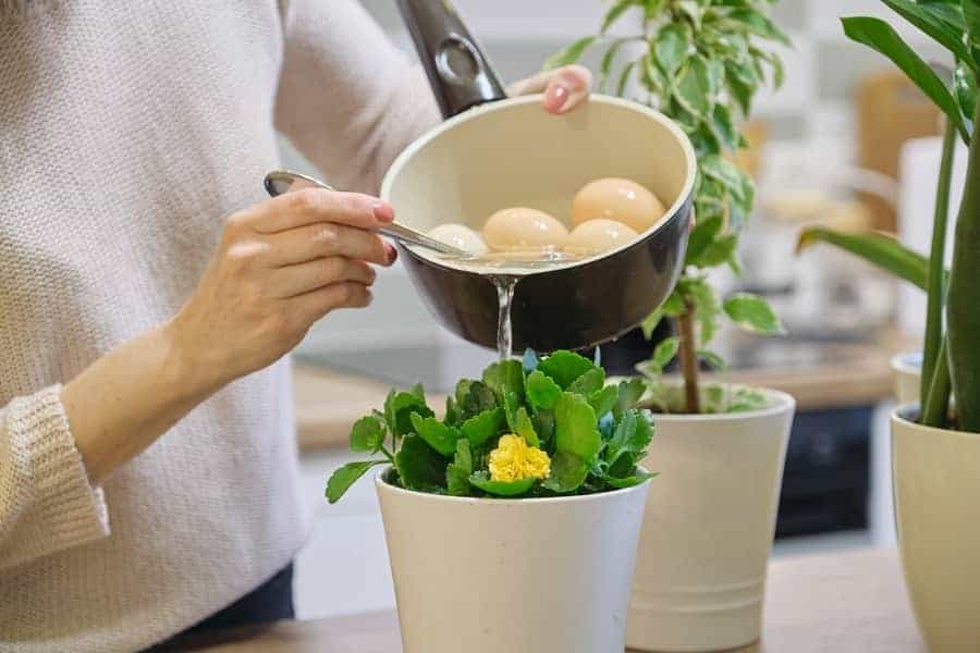 Sử dụng vỏ trứng làm phân bón Cất vỏ trứng của bạn và để chúng khô trong không khí. Cho vỏ khô vào máy xay và xay cho đến khi chúng thành bột mịn. Rắc bột vỏ xung quanh các cây trong vườn của bạn.