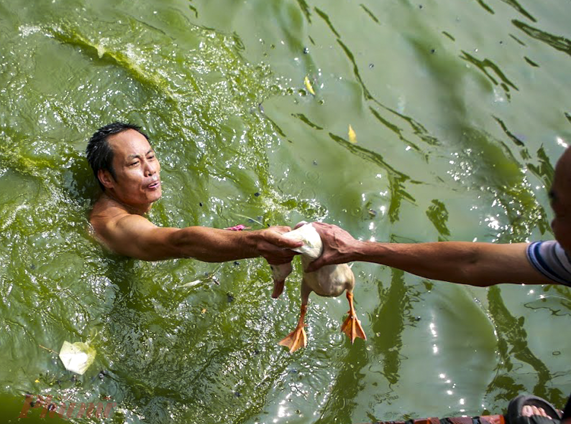 Sau khoảng gần 30 phút quần nhau dưới nước, toàn bộ chú vịt đã bị tóm gọn. Người thắng thua đã được phân định nhưng niềm vui lớn nhất của những người tham gia cuộc thi có một không hai này chính là đã tạo ra một không gian lễ hội truyền thống hiếm có ở một làng quê ven đô như Triều Khúc.